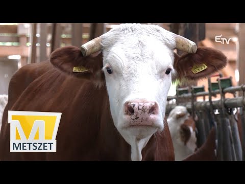 Gazdaproblémák egy mezőgazdasági év végén – Metszet