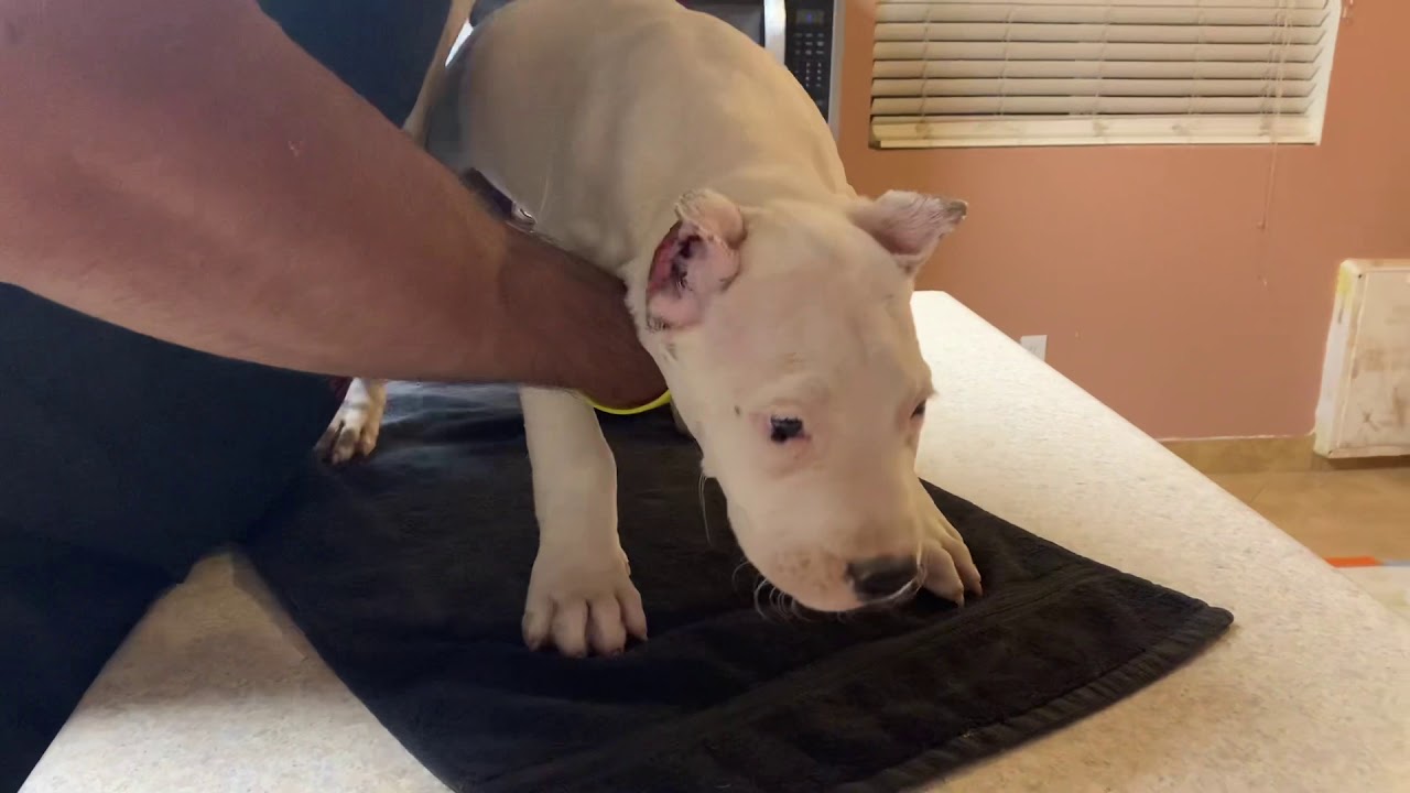 Watch video Dogo Argentino Puppies for Sale Now Dogo Argentino Puppies for Sale
