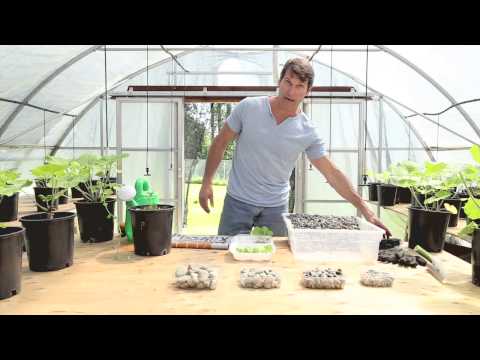 download lagu mp3 mp4 Growing Wasabi Indoors, download lagu Growing Wasabi Indoors gratis, unduh video klip Growing Wasabi Indoors