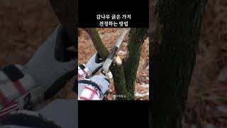 Download lagu 감나무 굵은 가지 전정하는 방법 mp3