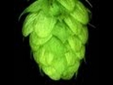 CHMIEL ODPOWIADA #10