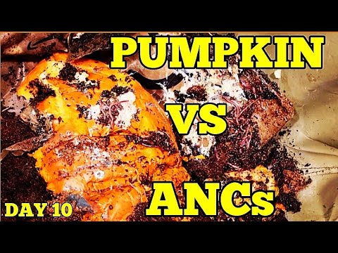 Pumpkin VS African Nightcrawler Worms Day 10 Update | ANCs Were Fed HUGE Pumpkin | Vermicomposting