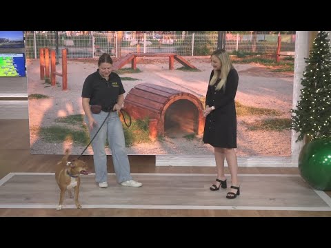 Pet Tails: Meet Lainey - YouTube