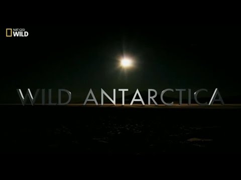 Vahşi Antarktika (Belgesel)