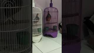 Download lagu suara puyuh gonggong gacor,jantan sangkar ungu,sangkar putih betina prnh nelor mp3