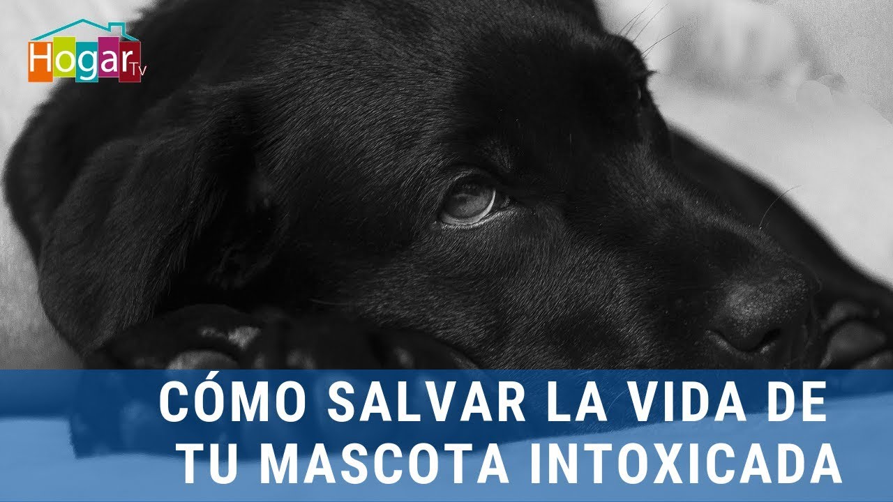 Watch 🐶 CÓMO SALVAR LA VIDA DE TU MASCOTA INTOXICADA 🐶 - HogarTv por Juan Gonzalo Angel Now 🐶 CÓMO SALVAR LA VIDA DE TU MASCOTA INTOXICADA 🐶 - HogarTv por Juan Gonzalo Angel