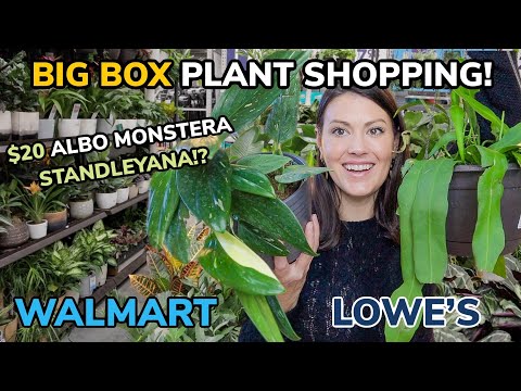 $20 ALBO MONSTERA Standleyana at WALMART?! Big Box Plant Shopping & Plant Haul - Charlotte, NC