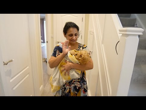 We had to suddenly take our Puppy to Vet | Sudden Visit