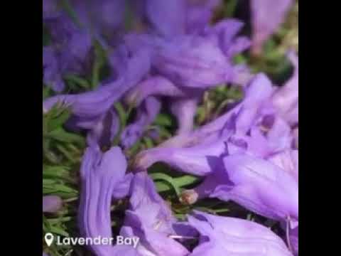 , title : 'Jacaranda tree, Purple flower, Love the Purple'