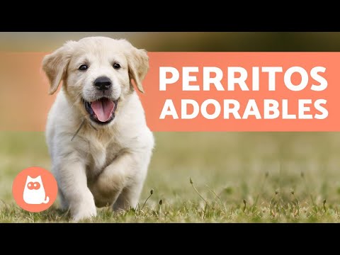 CACHORROS TIERNOS Y BONITOS 🧡 ¡Vídeos de Perros Cachorros!