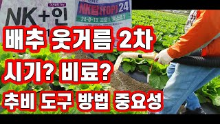 배추 웃거름 추비 주는 시기 방법 도구 2차 [배추재배방법]