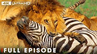 Ultimate Predators: Kings of the Savannah | FULL EPISODE | Wildlife Documentary