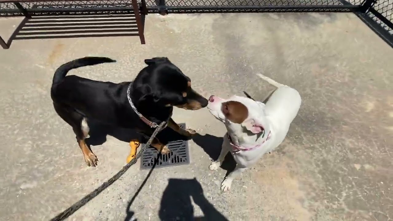 Enlarge Jack Jack, a ADOPTABLE mixed breed in Monroe, GA video 2/6