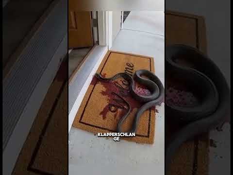 Wächterkatze: Das Geheimnis der toten Schlange vor dem Haus