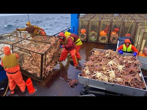 Unbelievable King Crab and Cod Haul – The Deadliest Traps in America’s Frozen Waters