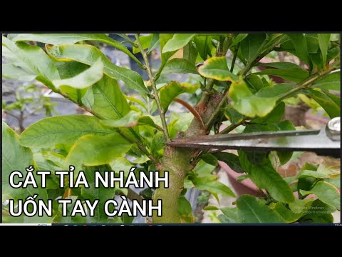 🔴 QBS23413 - HƯỚNG DẪN CẮT TỈA NHÁNH MAI VÀNG | CHĂM SÓC MAI VÀNG MIỀN BẮC NỞ HOA ĐÚNG TẾT