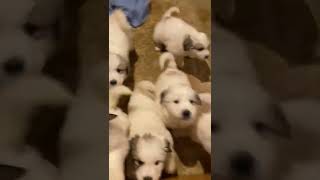 Great Pyrenees Puppies Videos