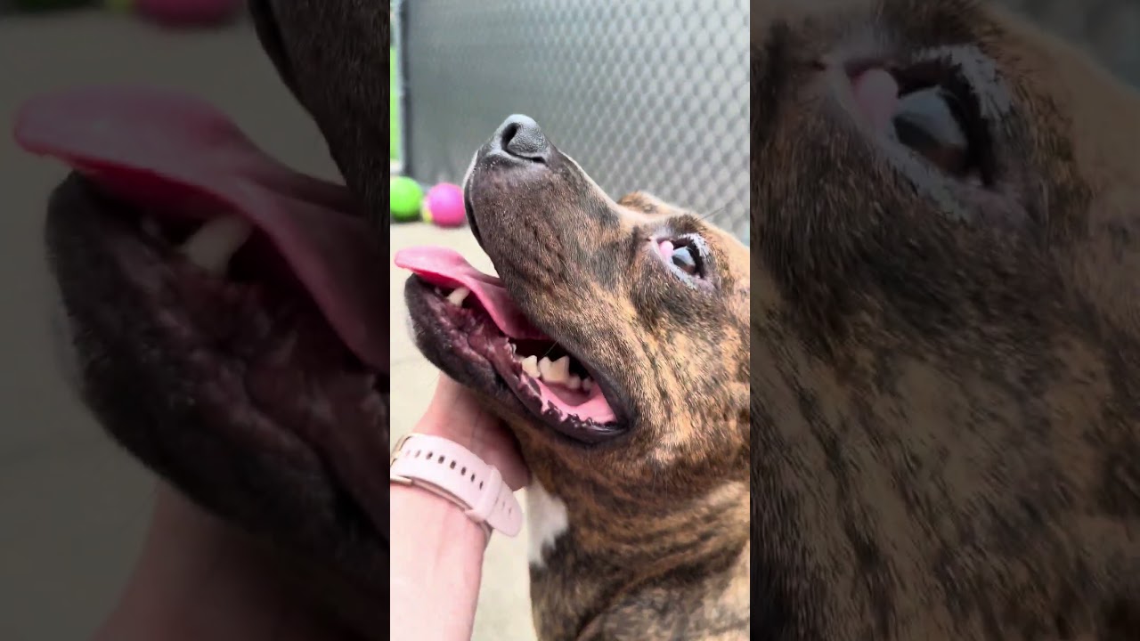 Enlarge Donatello, a ADOPTABLE Pit Bull Terrier in Chicago, IL video 5/5