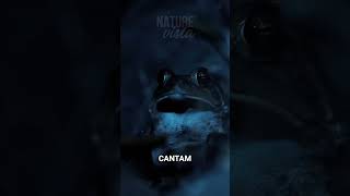 CONHEÇA A FLORESTA DEPOIS DO SOL #documentário #natureza #vidaselvagem