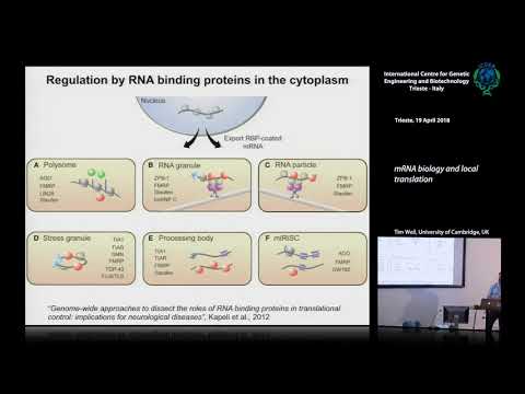 T. Weil - mRNA biology and local translation