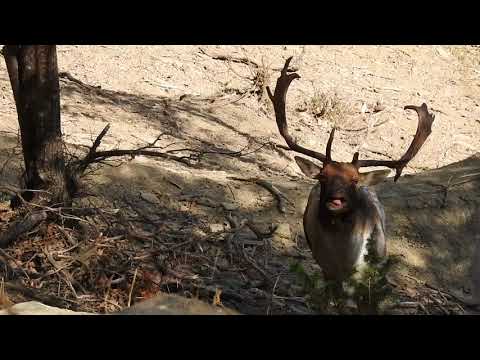 Rutting season of the fallow deer in the Casentinesi Forests