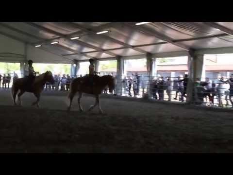 Esibizioni Equestri - Coordinamento - 04.05.2014 - 38a Fiera della Zootecnia - www.rustega.it