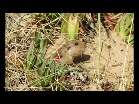 Tuco-tuco (Ctenomys pearsoni) Punta del Este UY 12 2019 Antonio Silveira