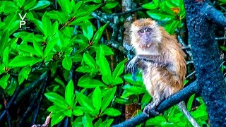 MANGROVE TOUR LANGKAWI. TRAVEL TO MALAYSIA