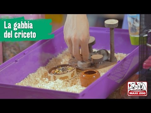 Il troychatka quello che i parassiti intaccano In una cavalletta striscia