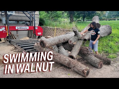 Processing a Walnut Tree into Slabs and Boards
