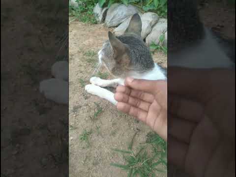 Do you like me?🤔🥺🤔|#shortsfeed#trending#shorts#youtubeshorts#ytshorts#shortsvideo#shortsfeed#viral