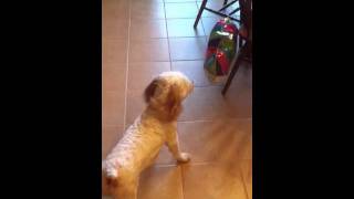 Samson attacking a nearly empty birthday balloon