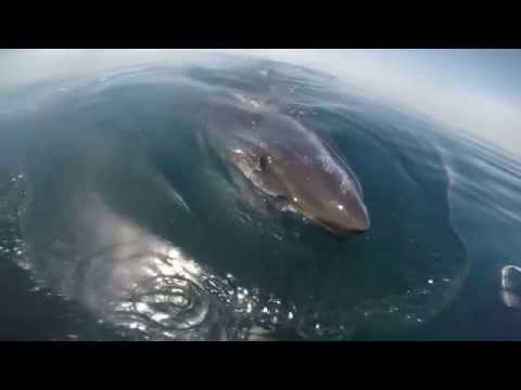 Huge Great White Shark Circles A Boat And Feeds On A Whale!  worldstar