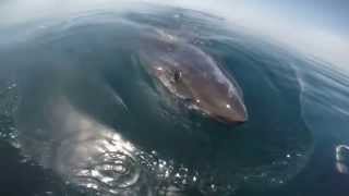 Huge Great White Shark Circles A Boat And Feeds On A Whale!  worldstar