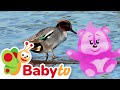 Duck Facts For Kids Animal World Fun Learning