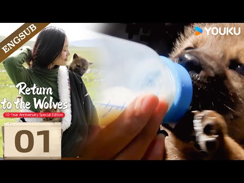 [Return To The Wolves] EP01:  Li Weiyi  Raises Wolf King’s Son in the City—Chaos Ensues!🐺❤️| YOUKU