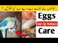 Bird Ne Egg De Diye Ab Kya Khilaye ChicksKi Achi Health Ke Liye Perfect Diet For Breeding