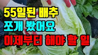 55일된 배추속 확인해봤어요 세상에 벌써 이렇게 크면 어떡하지