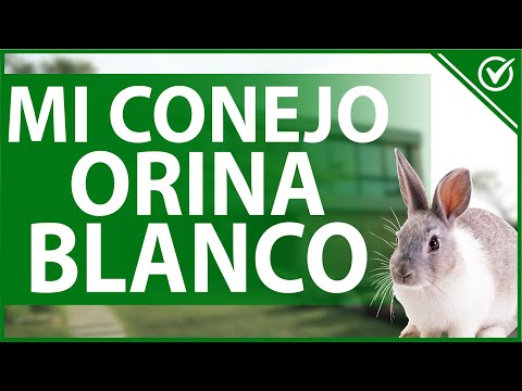, title : 'BA 795 🐰 Por qué mi Conejo Orina Blanco - Factores Implicados, Causas y Tratamiento 🐰💉'