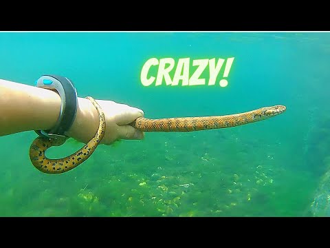 Viperine snake under water