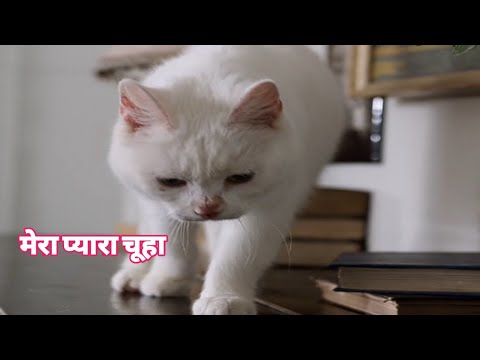 cat funny comedy