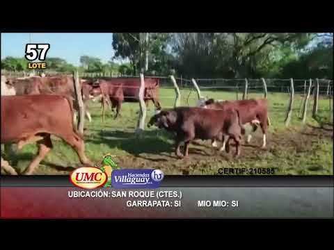 Lote 115 Terneros/as en San Roque, Corrientes