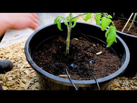 Bevattning:  Droppspjut