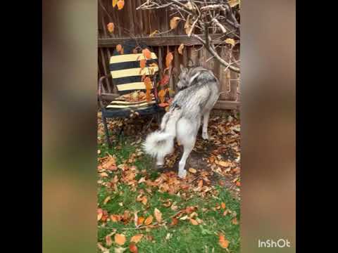 Ibby the best dog ever! Season 2 episode 3