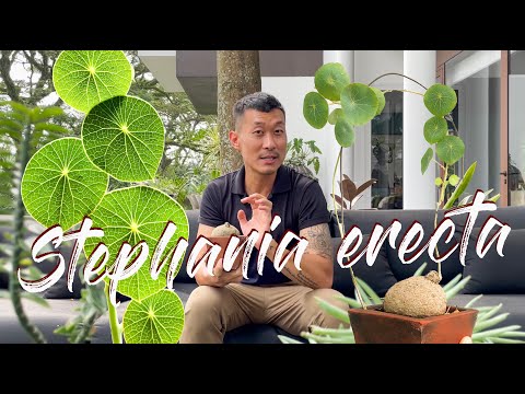 Stephania erecta Care Tips and Propagation - With 16 months Updates!
