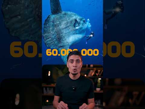 سمكه دي ولا مائده رحمن