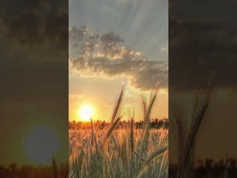 Афанасий Фет - Зреет рожь над жаркой нивой #shorts #афанасийфет #русскаялитература #стихиородине