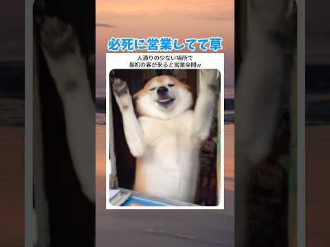 必死に営業してて草 #お笑い #おもしろ #tiktok #shorts #可愛い #おすすめ