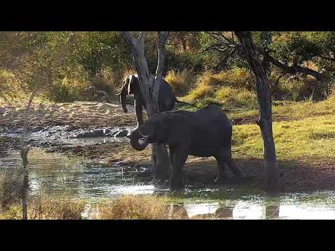 Djuma: Elephants enjoying a nice mud wallow - 15:32 - 07/02/21
