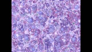 Barbra Streisand A Child Is Born